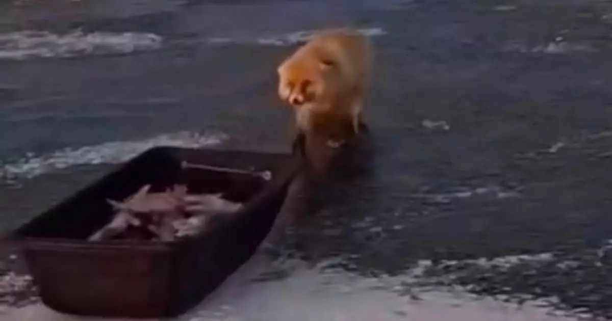   Астана маңында түлкі балықшылардың олжасын ұрламақ болды   