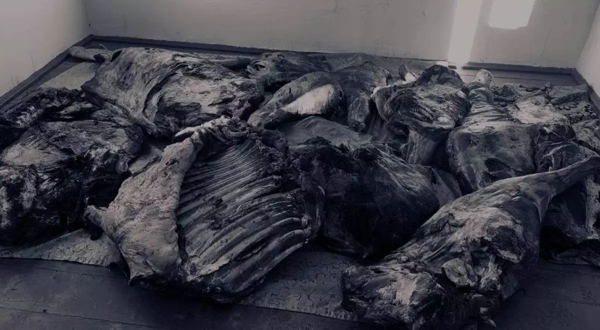 Ночная охота: как изощрённые скотокрады вывозили мясо с чужих подворий в Алматинской области