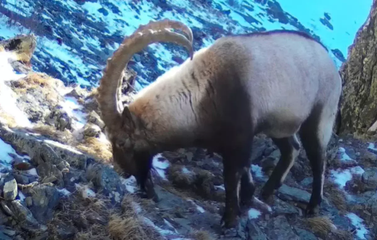 Дикая жизнь в объективе: в Катон-Карагайском нацпарке поделились свежими кадрами с фотоловушек