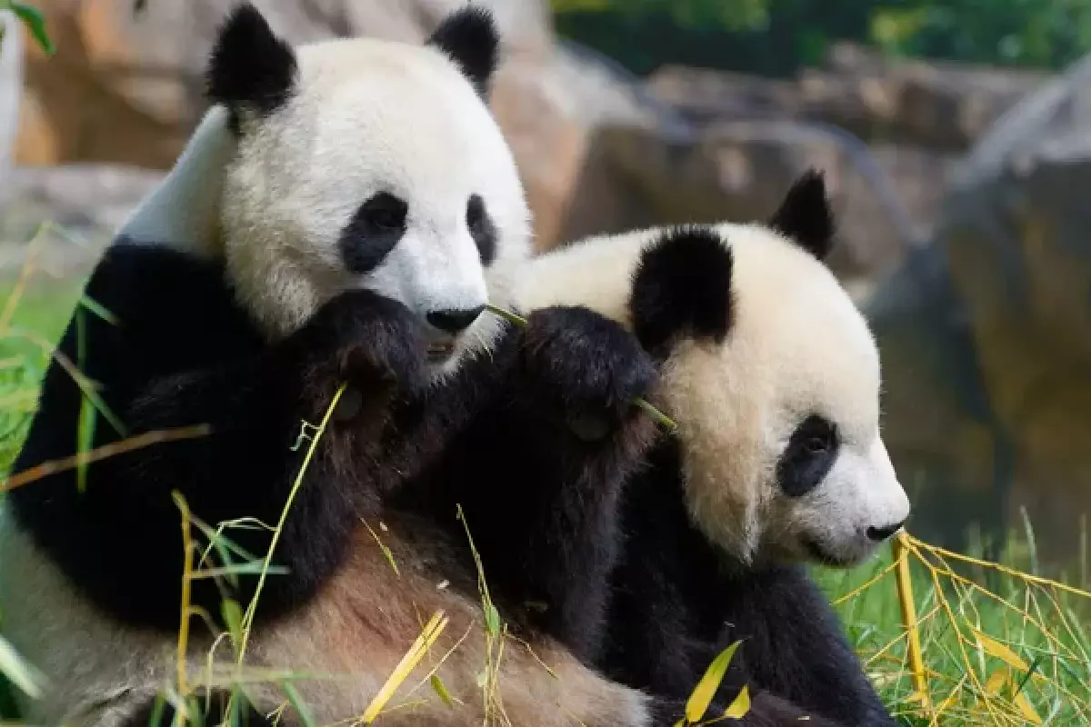 Отчаянные меры: панд в японском зоопарке заменили людьми в костюмах ради шоу