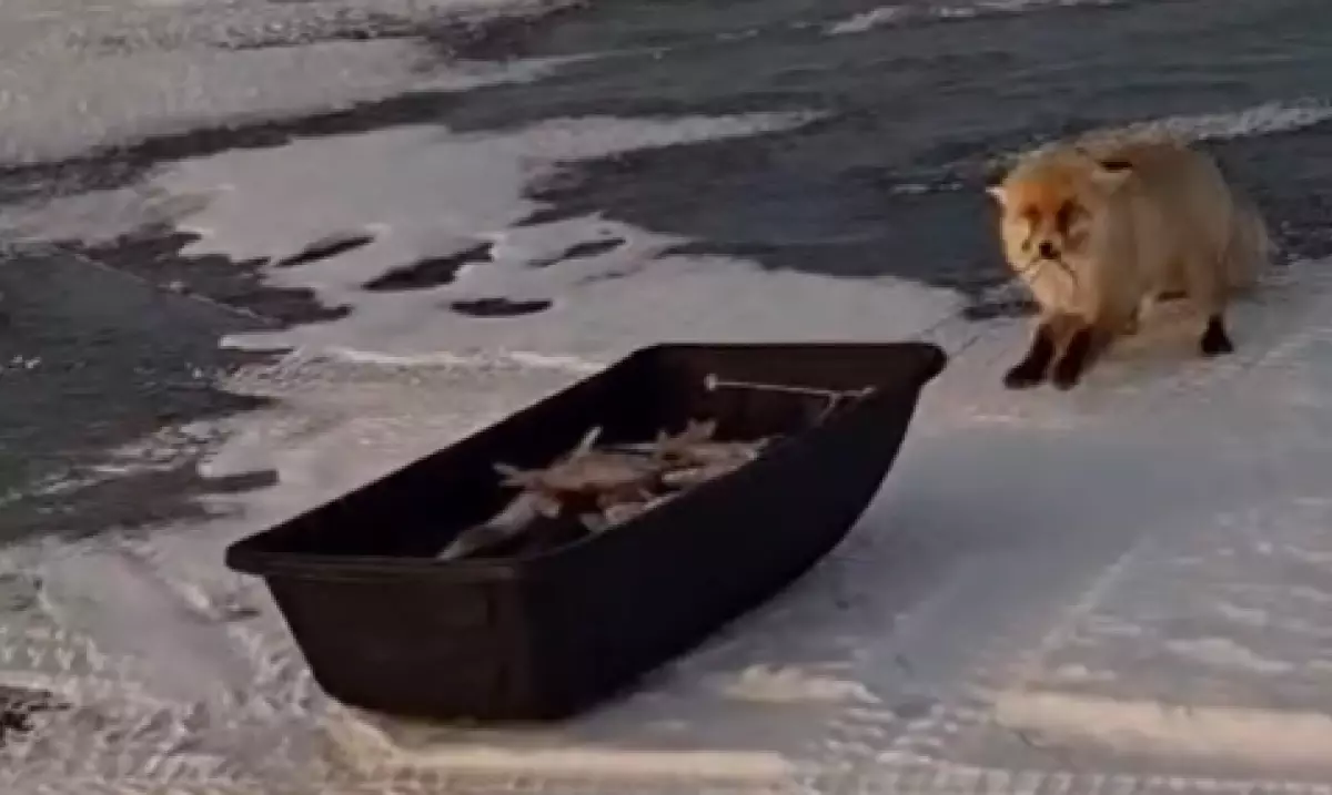 Лиса пыталась утащить повозку с рыбой под Астаной (ВИДЕО)