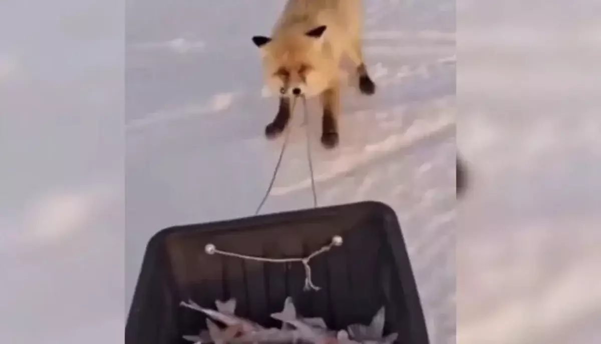 Вблизи Астаны лиса пыталась утащить улов рыбаков: видео