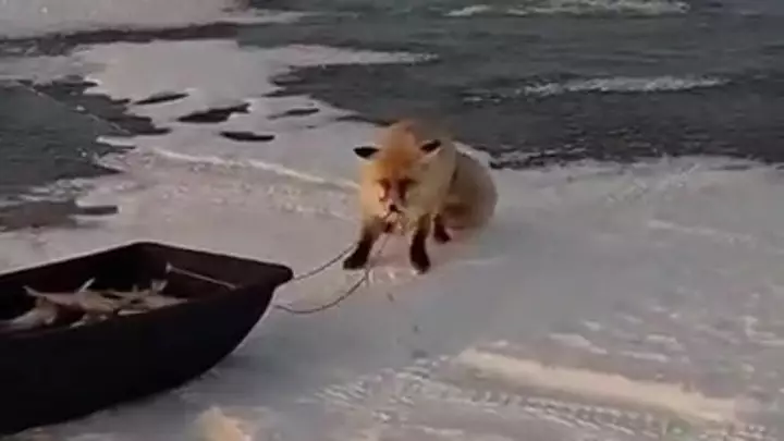 В Казахстане степная лиса пыталась утащить сани с рыбой.