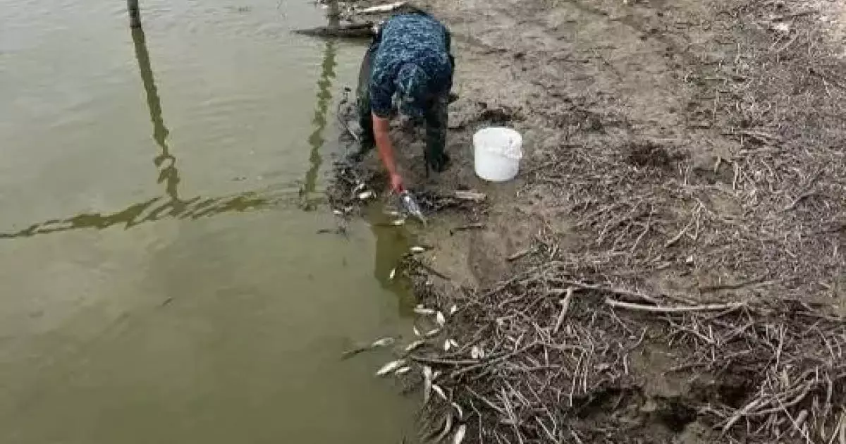  Қостанай облысында балық қырылды 