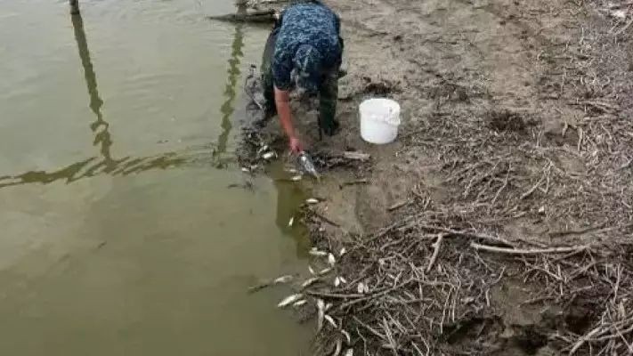 Қостанай облысында балық қырылды
