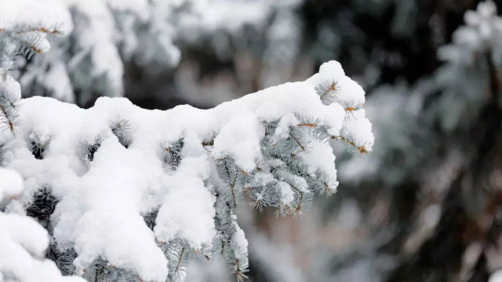 Жауын-шашын, жел және тұман: 12 қаңтарда Қазақстанда ауа райы қандай болады?