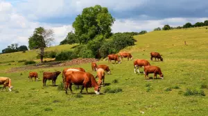 Жетісу облысында 4,1 гектар жер мемлекетке қайтарылды