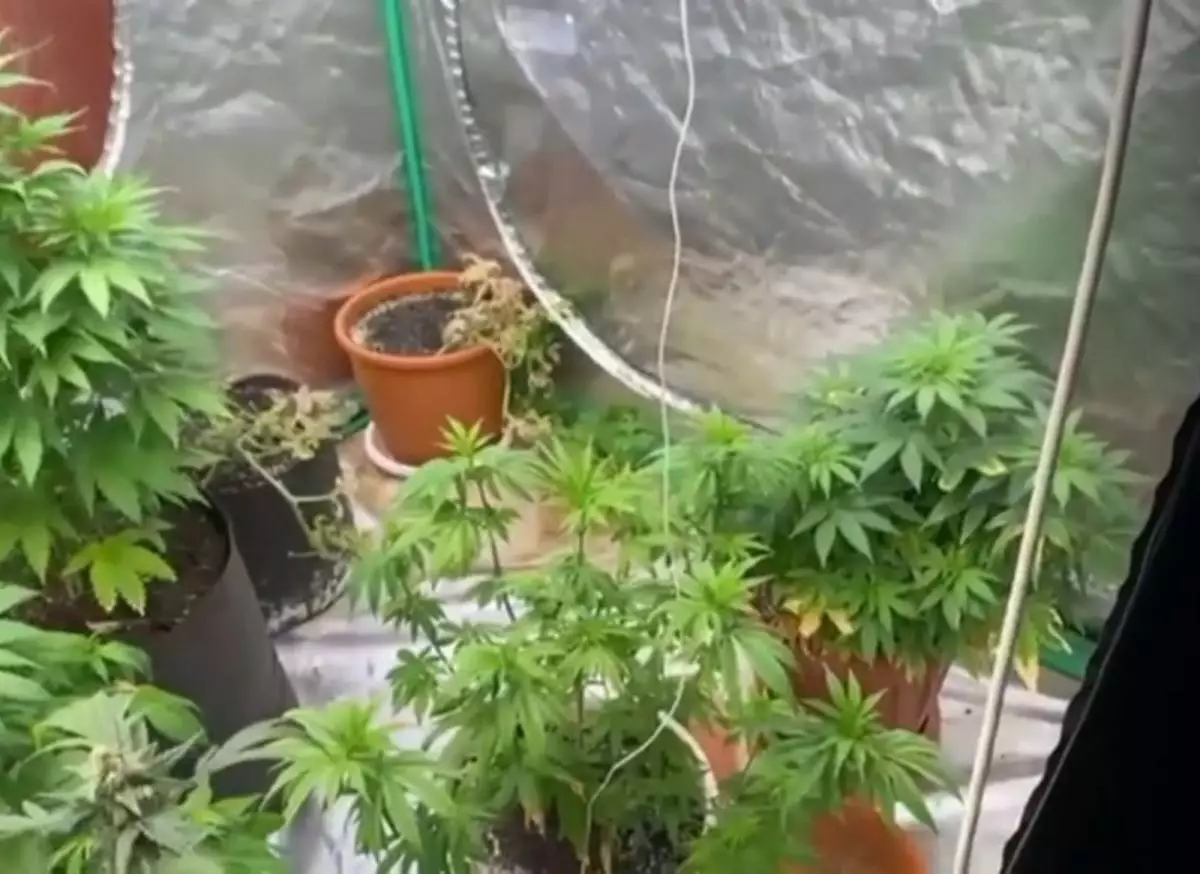 Домашнюю плантацию конопли обнаружили в квартире пенсионера в Карагандинской области