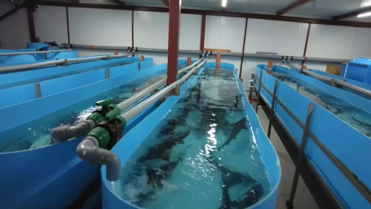 Балық өсіруге қолдау көрсетіледі