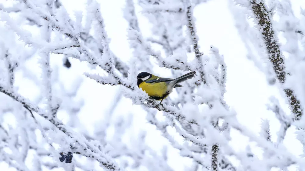 Қазақстанда 38 градусқа дейін аяз болады