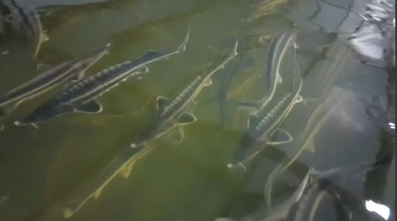 Осетровые фермы начнут субсидировать в Казахстане