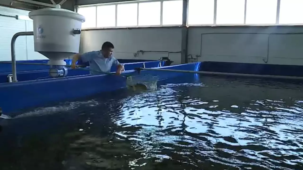 Балық тұтынушыға жеткенше бақыланады