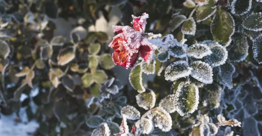 Қазақстанда алда қатты аяз болады