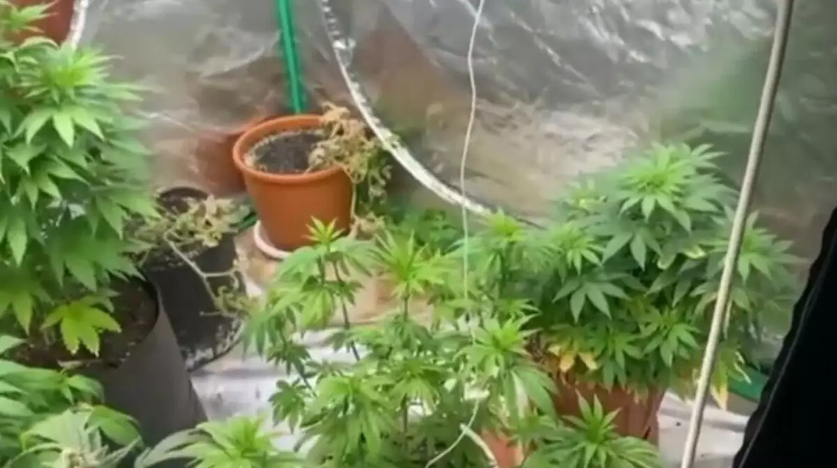 В Карагандинской области 33-летний мужчина выращивал коноплю в квартире отца-пенсионера