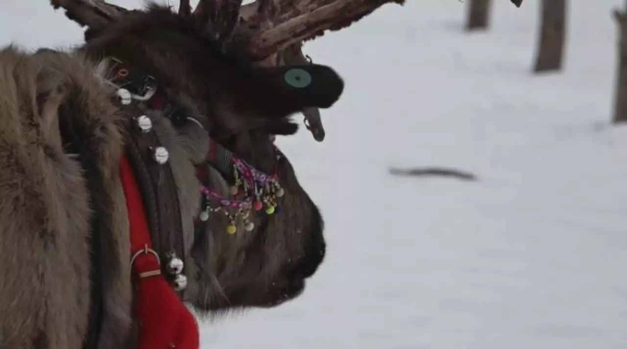 Зимняя забава: ферму с оленями открыли в Уральске