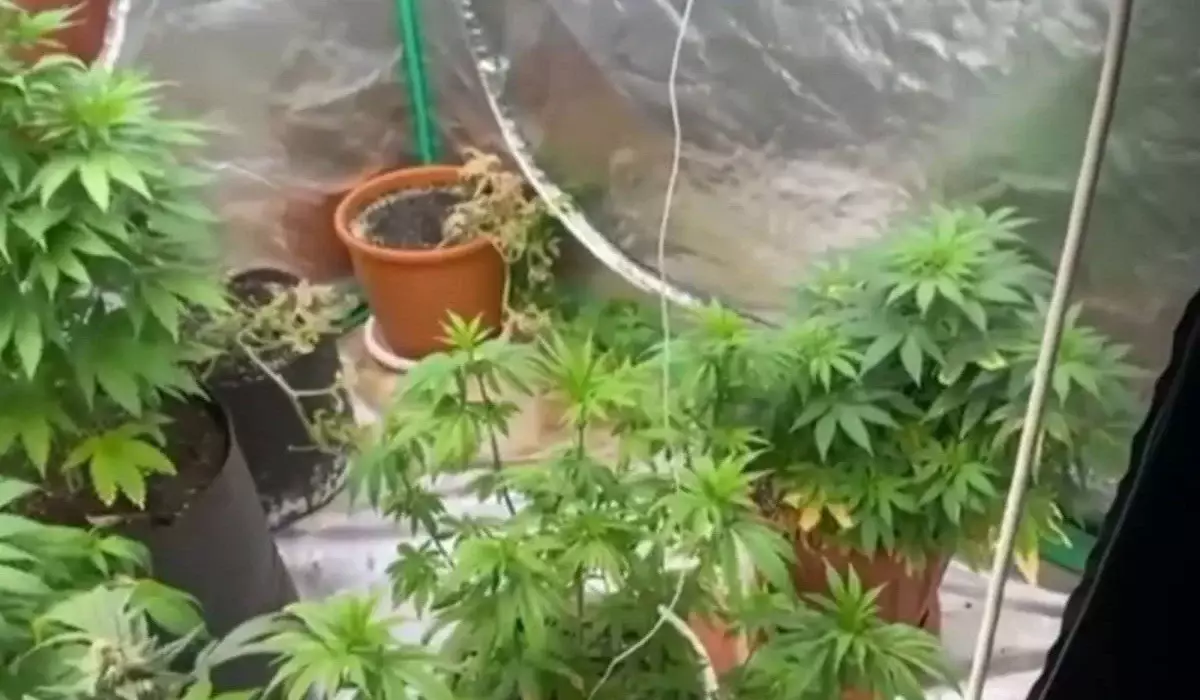 Қарағандыда әкесінің үйіне күзде «тұқым» әкелген жігіт полицияның қолына түсті (ВИДЕО)