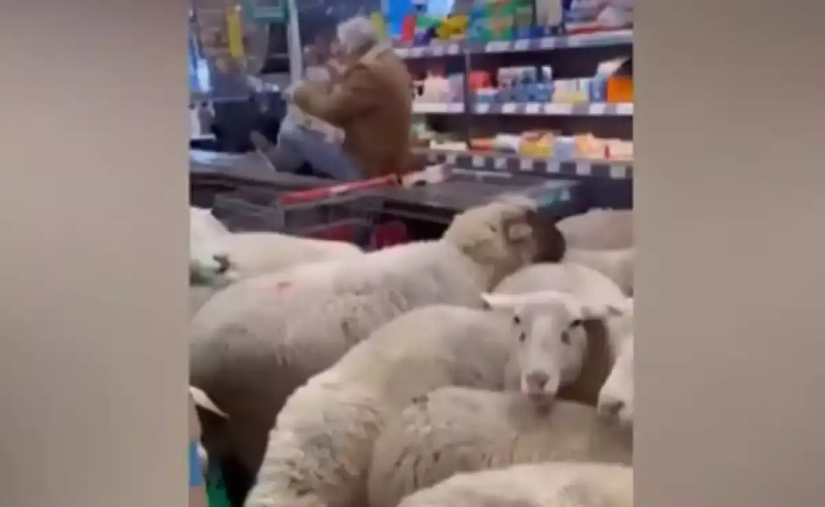 Германияда қойлар супермаркетке «басып алып», сауда тоқтап қалды