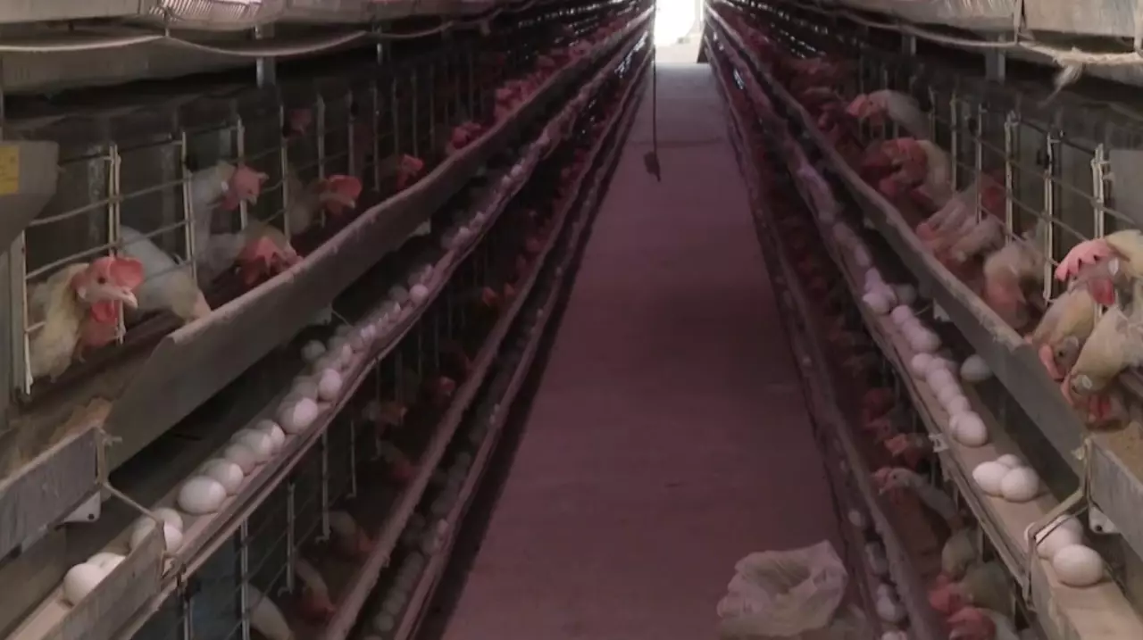 Құс фабрикасының өндірістік қуаты артады