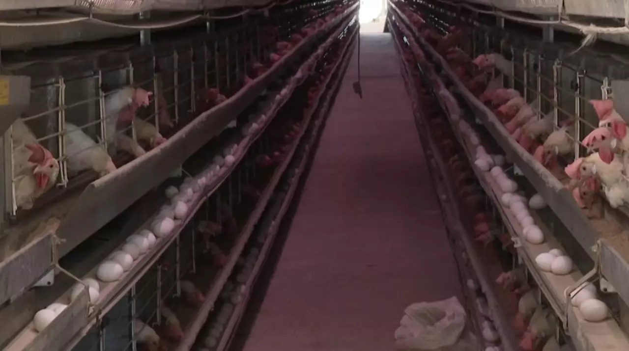 Мощности птицефабрики увеличат в области Улытау