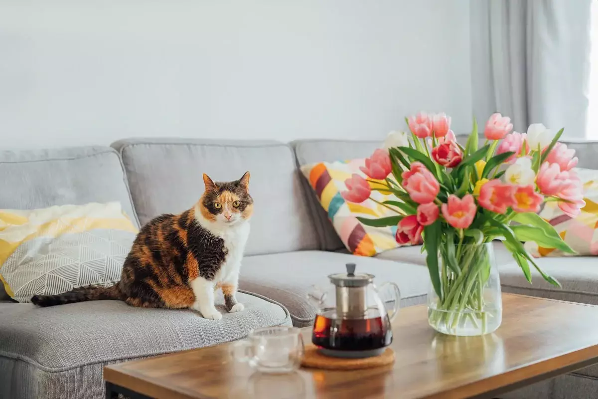 Как отучить кота лазить по столу: простой и эффективный способ