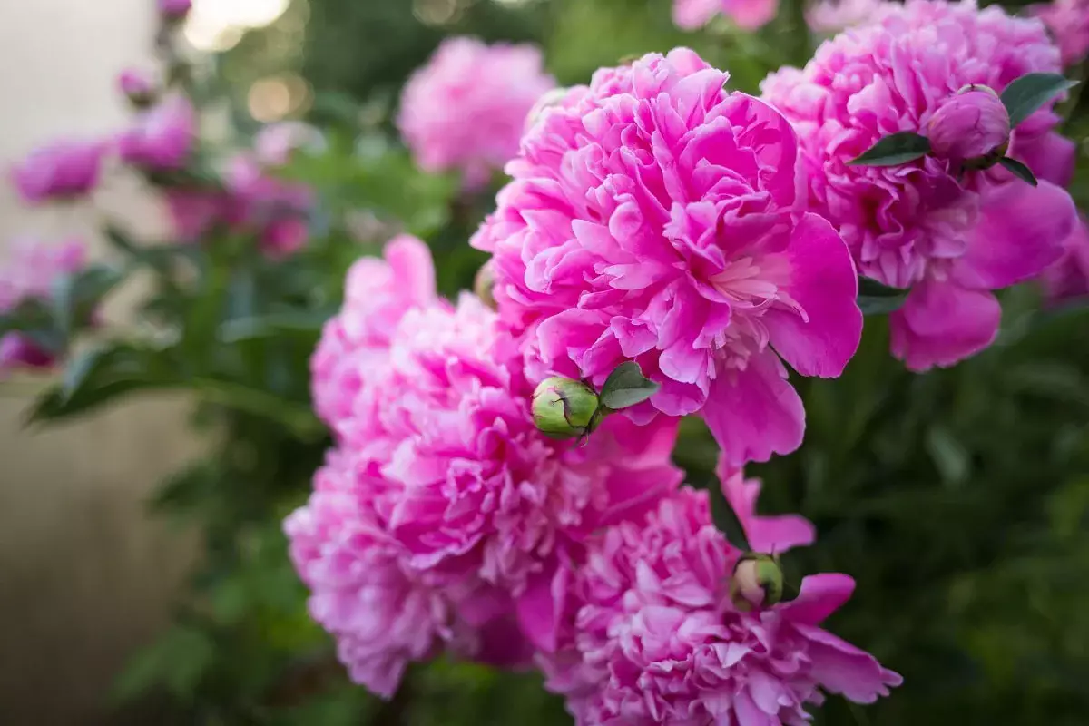 Диета для пионов: чем подкормить их, чтобы быстро росли