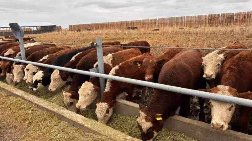 Абай облысында 5 мың бас ірі қараға арналған бордақылау алаңы іске қосылды