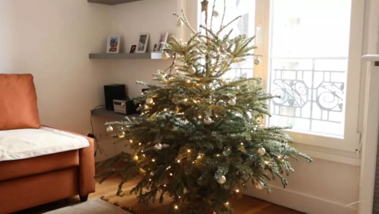 Вторую жизнь новогодним ёлкам дарят в Париже