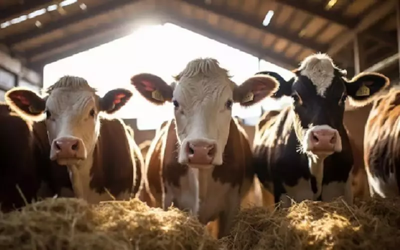 Фермерам пообещали новые меры государственной поддержки