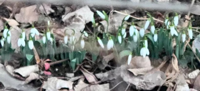 "12 месяцев по-алматински": кадры с цветущими подснежниками удивили пользователей соцсетей