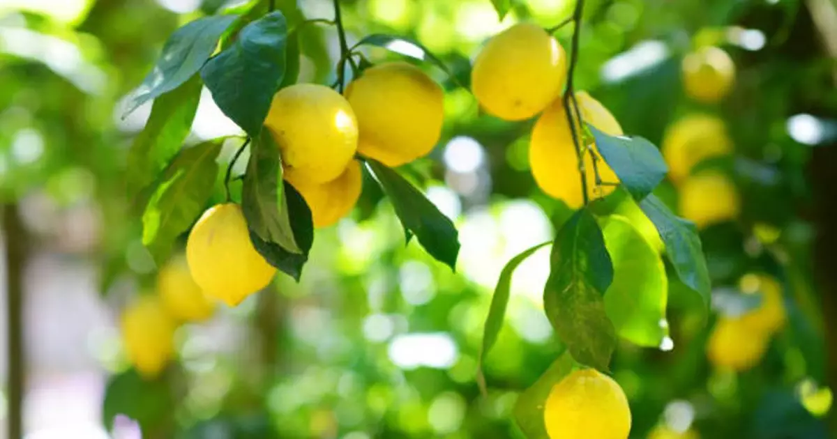   Лимон өсіретін жаңа жылыжай іске қосылды   