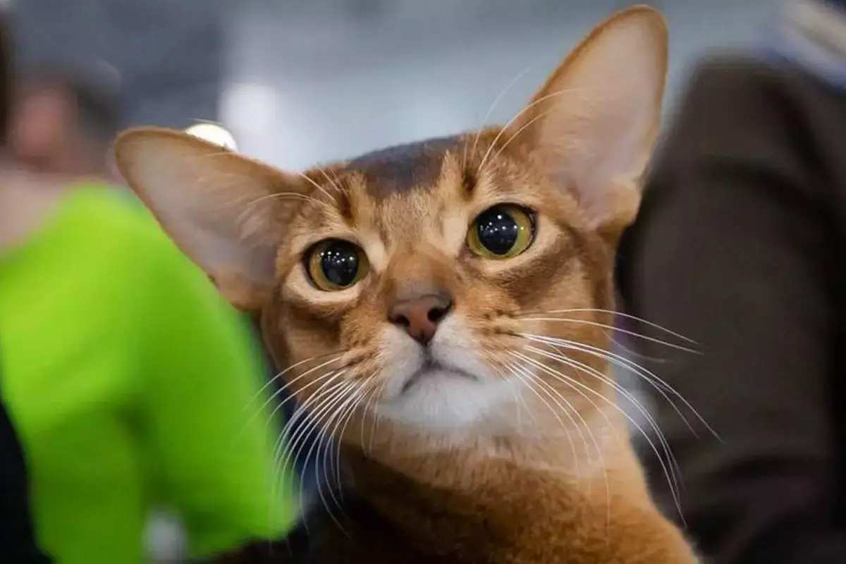 Кота из России признали самым красивым в мире (видео) - новости на Lada.kz 13.01.2026