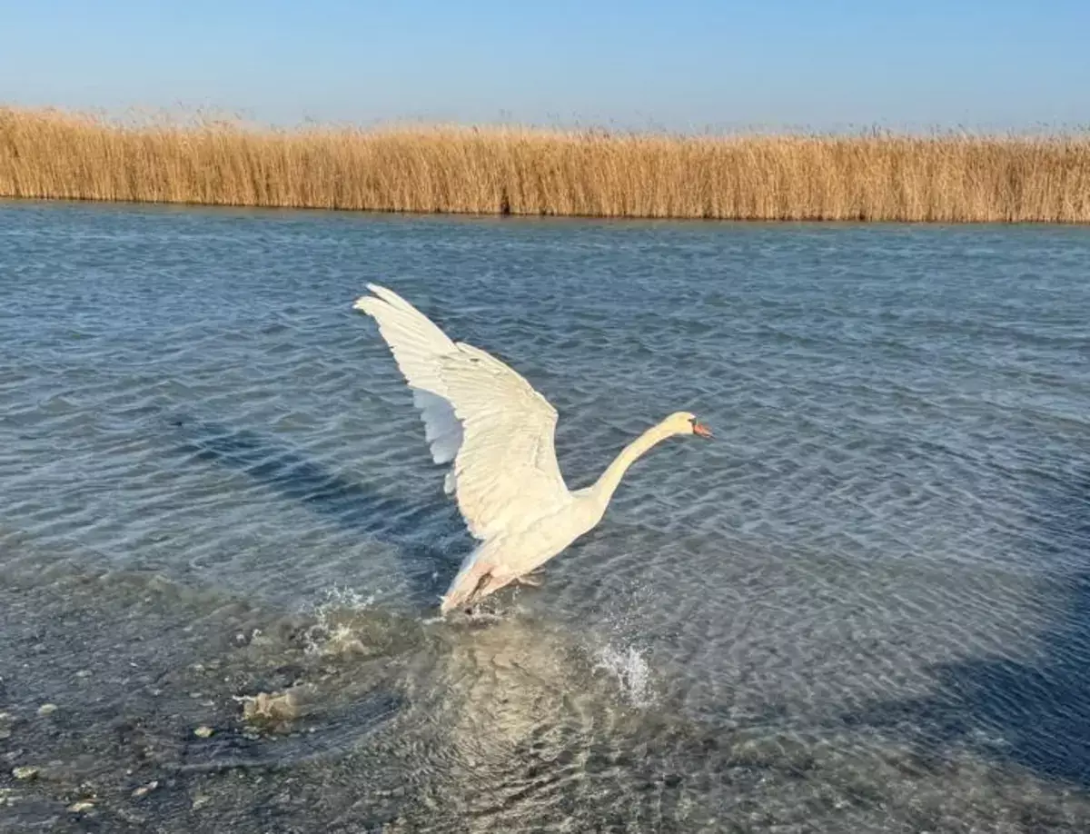 В Мангистау обнаружили ослабленного лебедя - новости на Lada.kz 13.01.2026