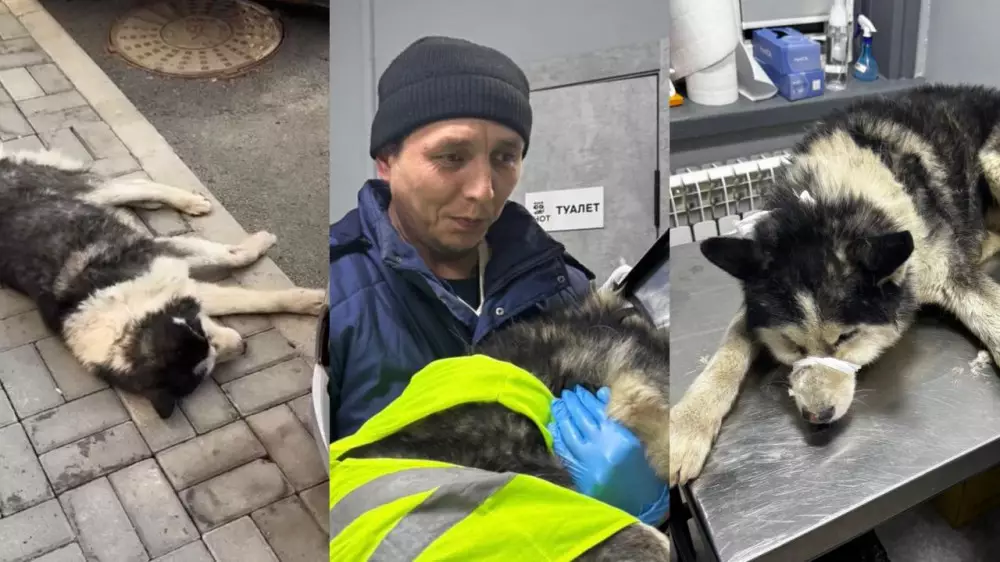 Отзывчивый таксист помог бездомной собаке в Алматы и прославился в Казнете