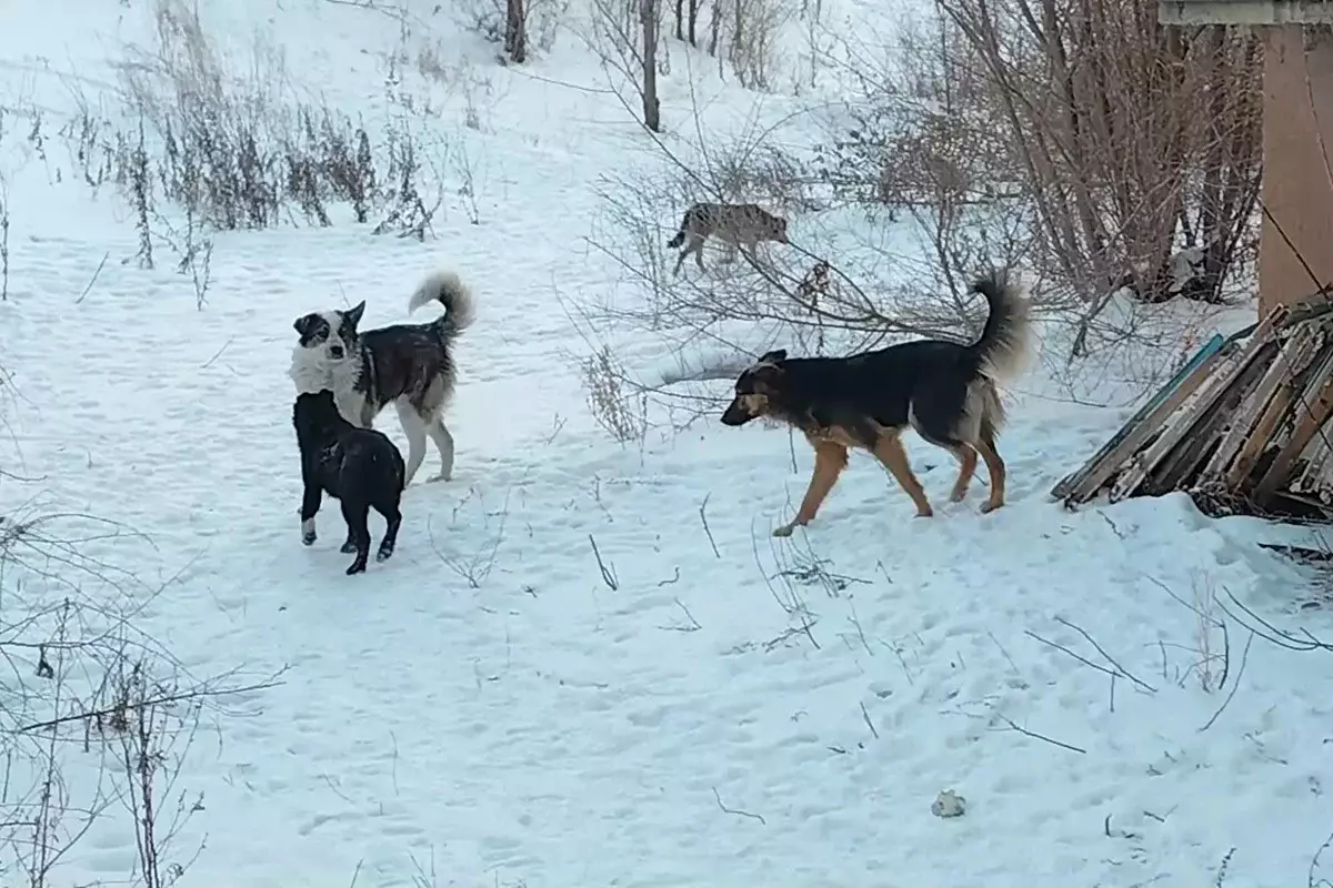 Собачья угроза: в Акмолинской области бродячие животные нападают на людей