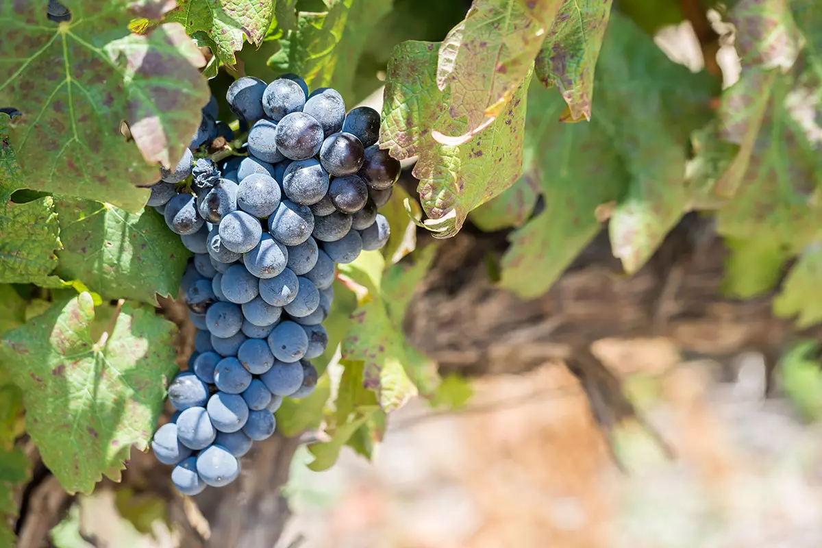 Экспорт винограда из Таджикистана в Казахстан упал на 9,7%.