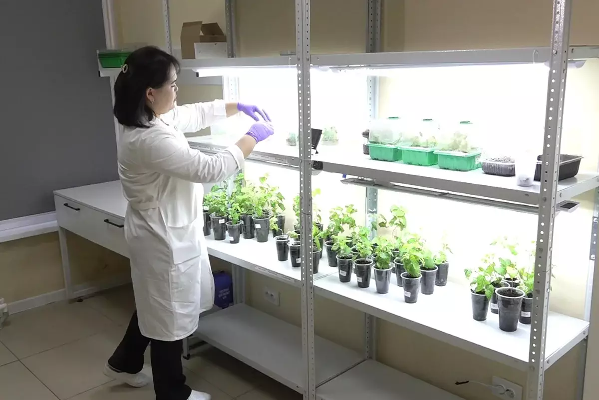 Казахстанские города начнут озеленять по новой научной методике