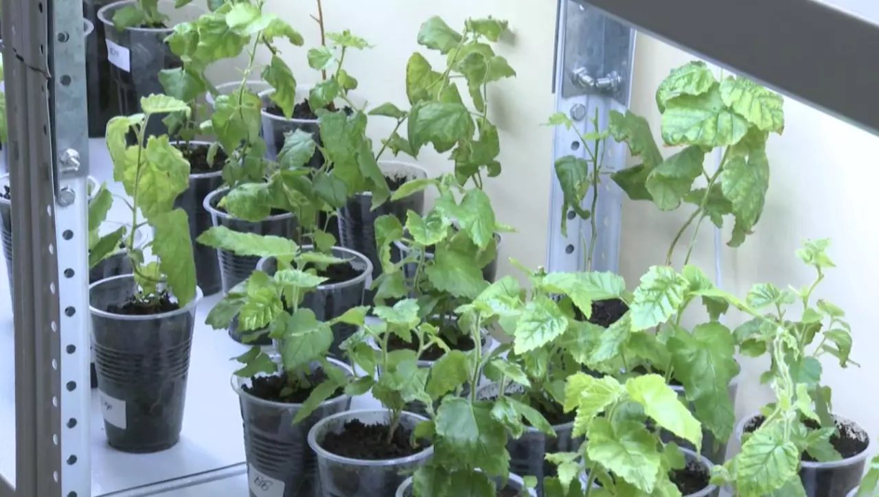 Мамандар көгалдандыруда ғылыми әдіске сүйенеді