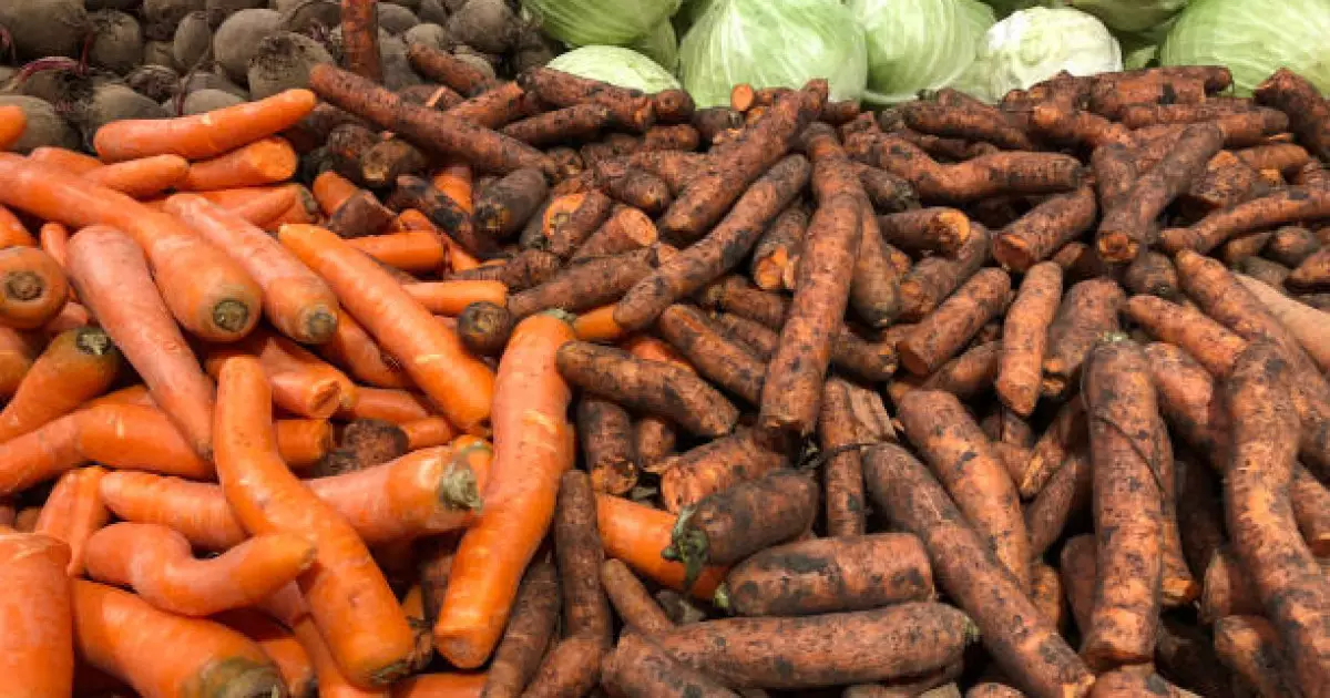   Сәбіз экспортына салынған тыйым фермерлердің наразылығын тудырды – Темір Қырықбаев   