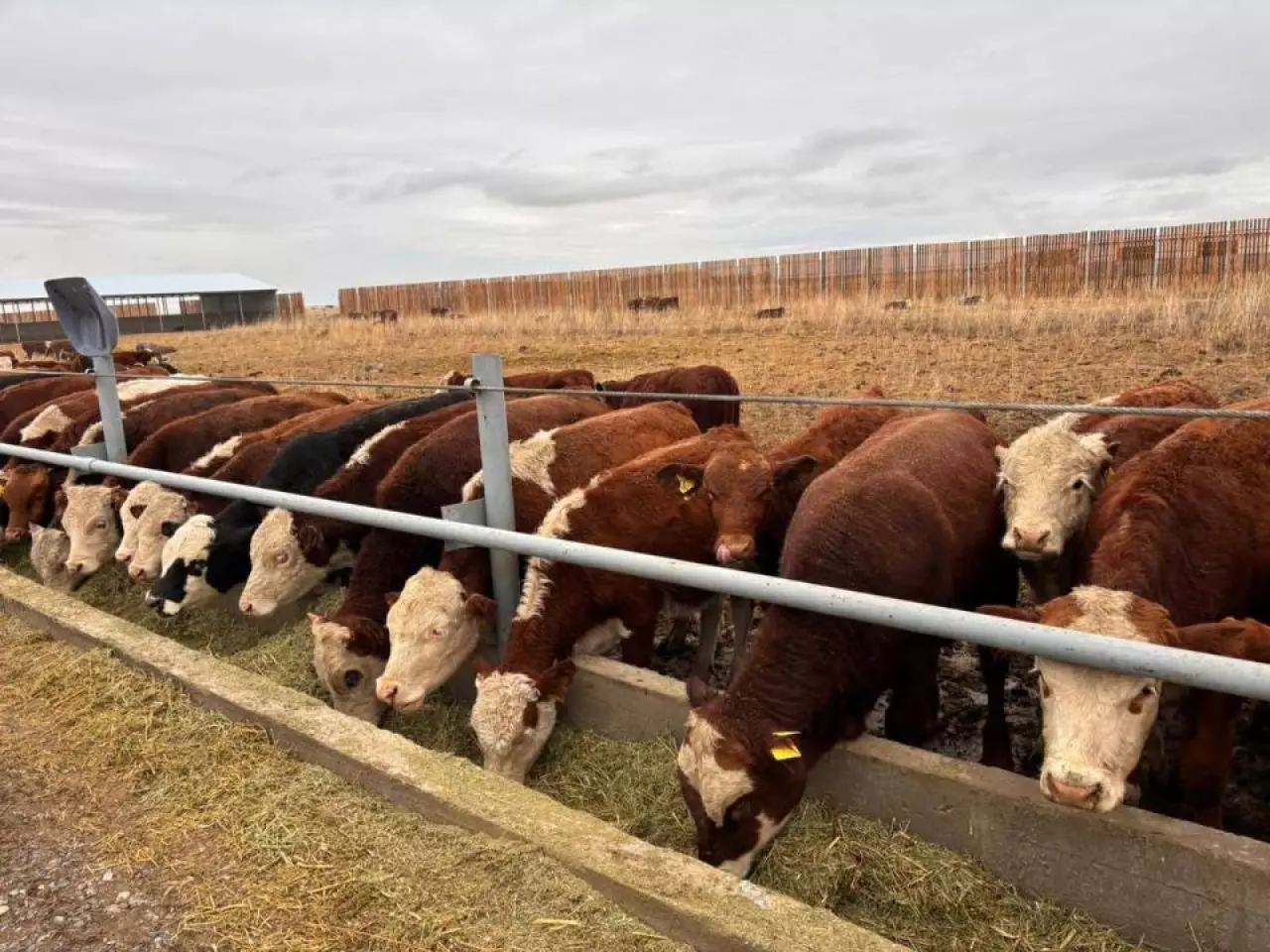 Елде Мал өсірушілер одағы өз жұмысын бастады