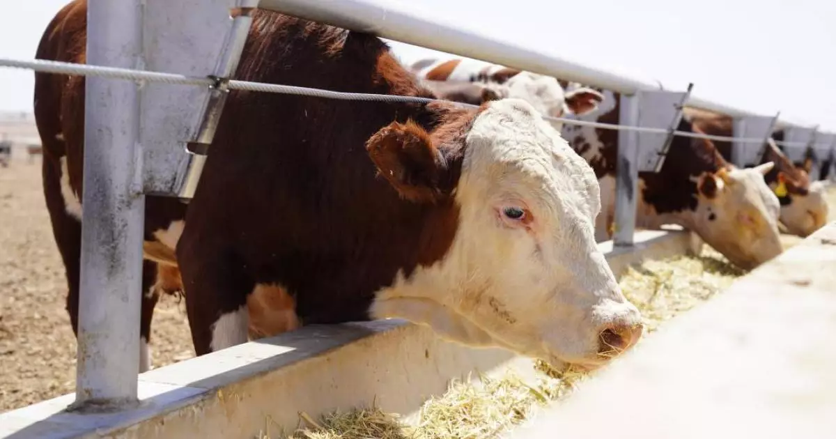  Қазақстанда Мал өсірушілер одағы құрылды 