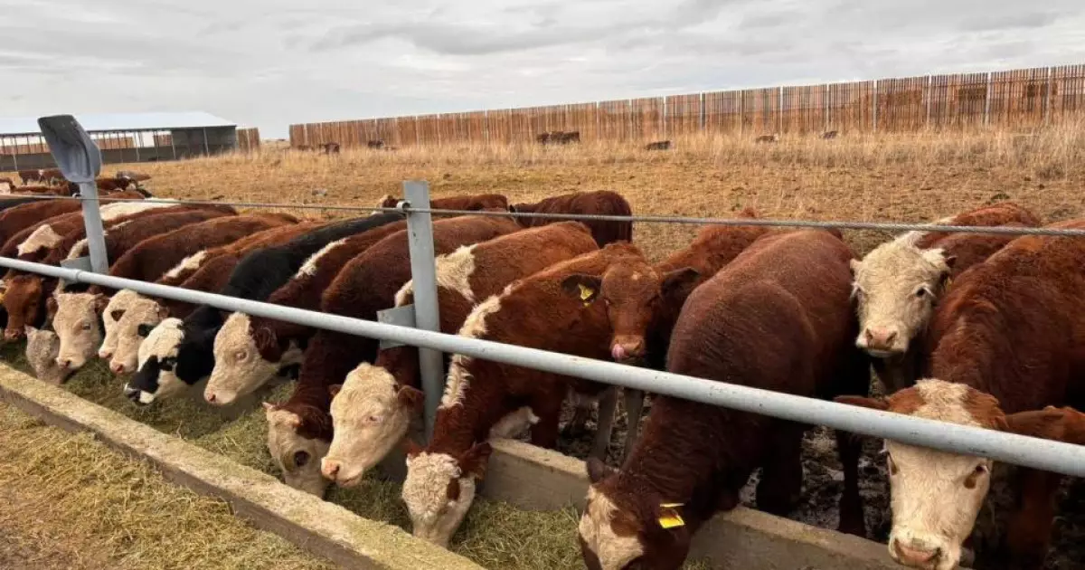   Қазақстанда мал өсірушілер одағы құрылды   