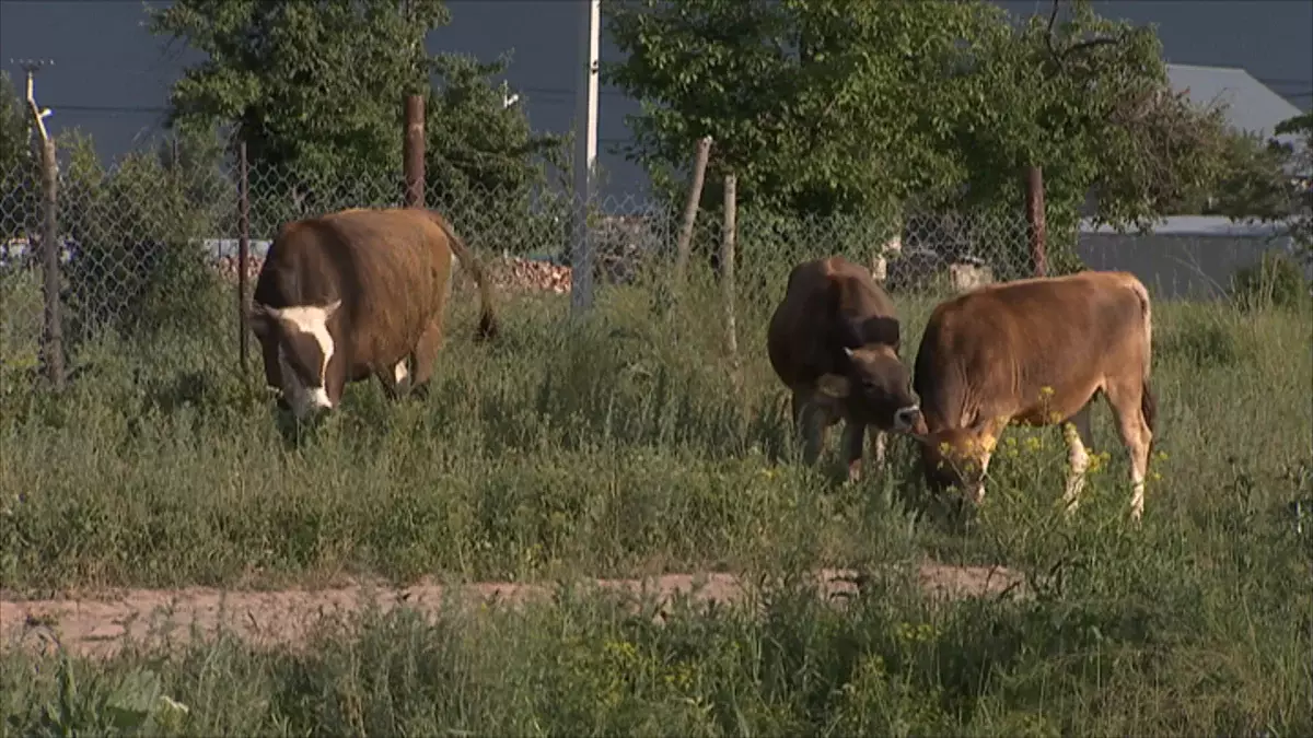 Қазақстанда Мал өсірушілер одағы жұмысын бастады