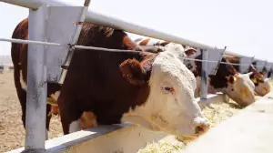 Қазақстанда Мал өсірушілер одағы өз жұмысын бастады