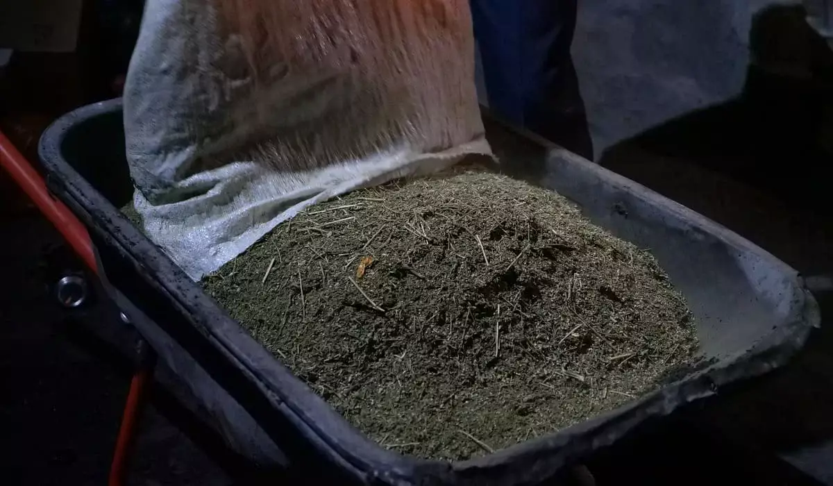 53 килограмма марихуаны: четверо жителей Кордайского района получили сроки