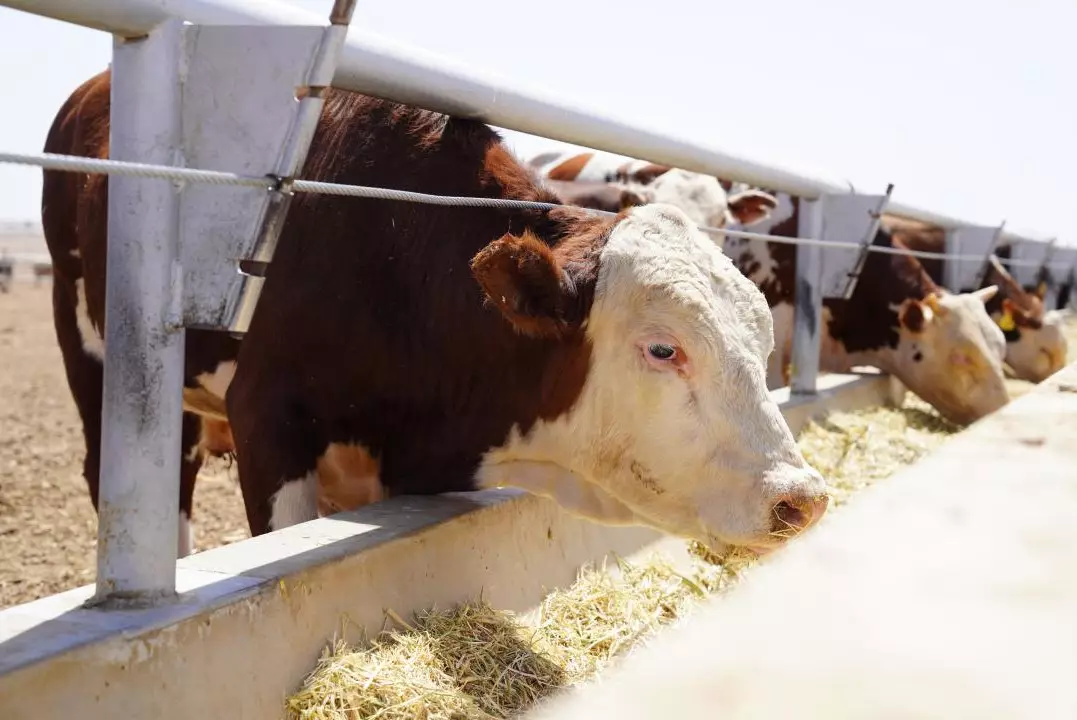 Животноводы Казахстана объединились в Союз