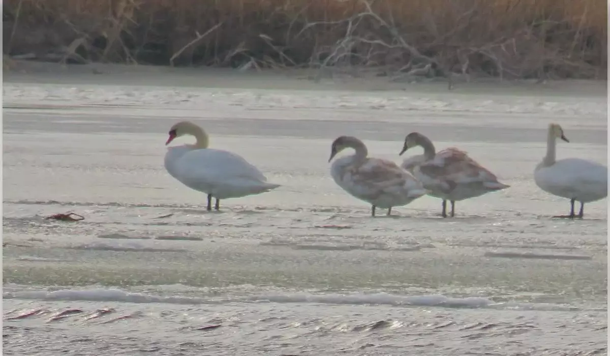 Редкий лебедь-кликун замечен в «Алтын-Эмеле»