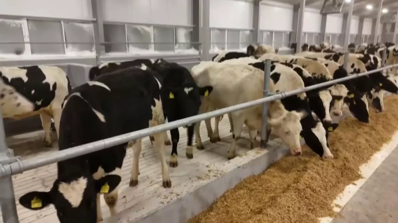 СҚО-ға Германиядан 165 бас асыл тұқымды ірі қара әкелінді