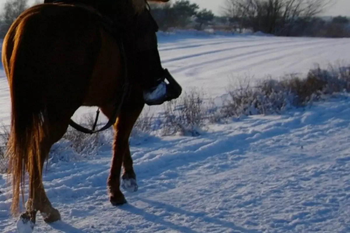 «Верхом на лошади пытался задавить жену»: видео проверит полиция Алматинской области