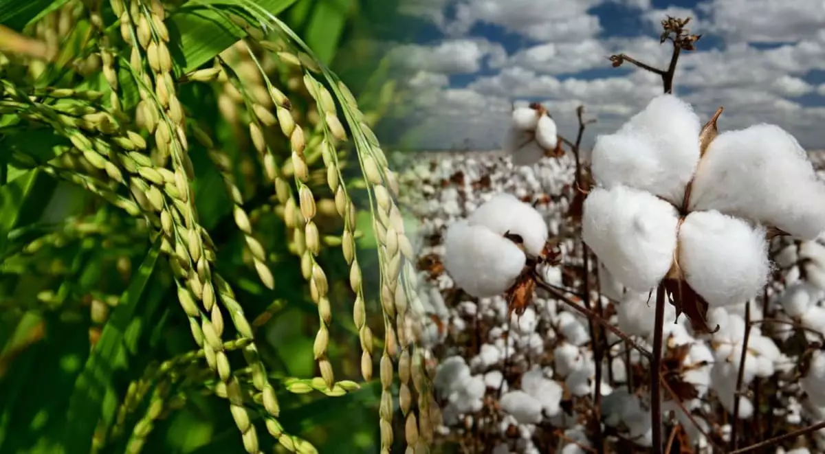 Из-за дефицита воды в Казахстане сократят посевы риса и хлопка.