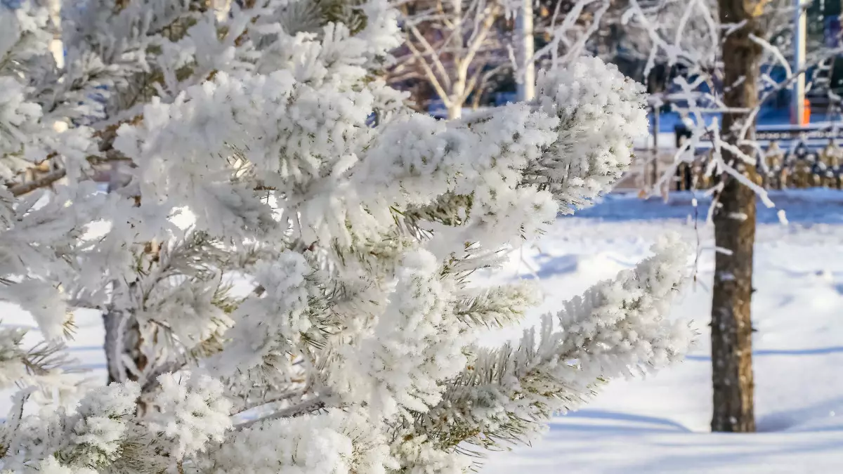 Сақылдаған сары аяз: 15 қаңтарға арналған ауа райы болжамы жарияланды